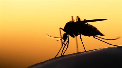 We found 20 possible solutions for this clue. . Malaria resistant mosquito nyt crossword
